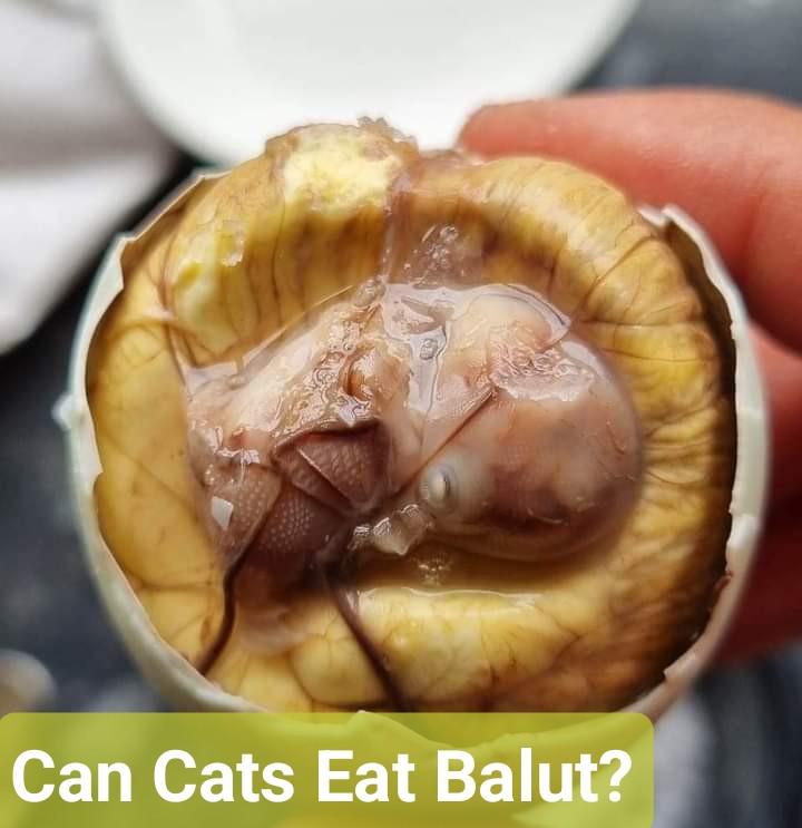 Can Cats Eat Balut?