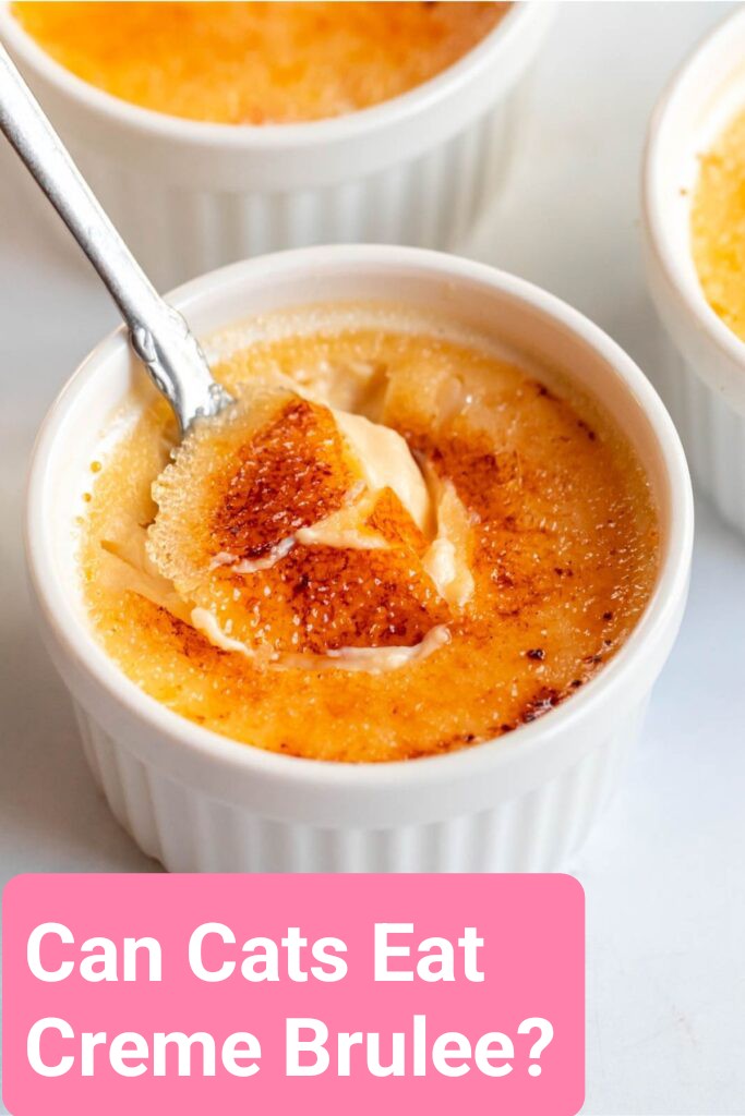 Can cats eat creme brulee?