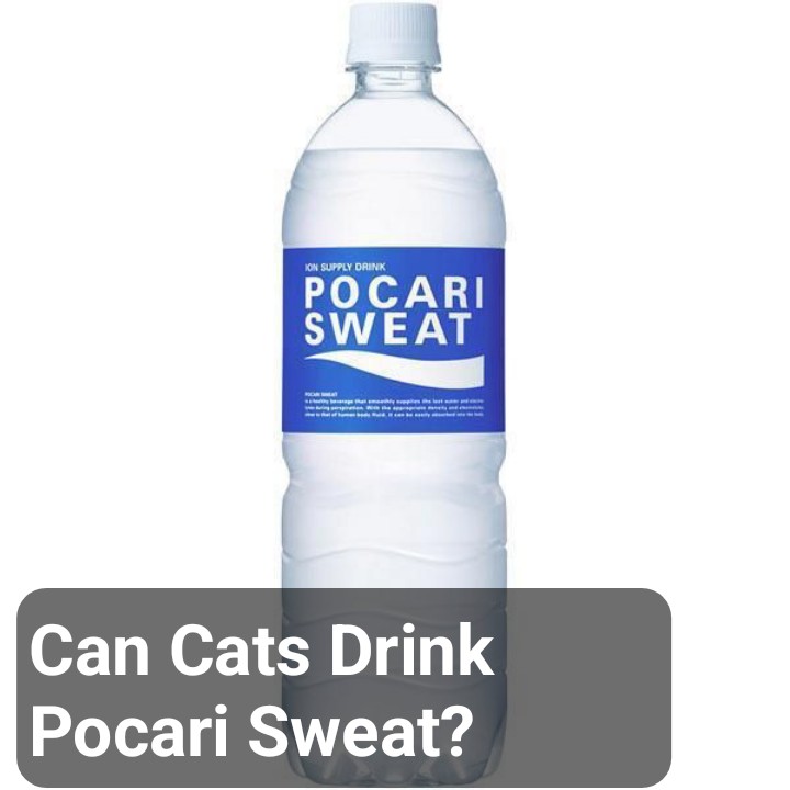 Can Cats Drink Pocari Sweat?