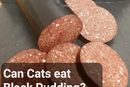 can cats eat black pudding?