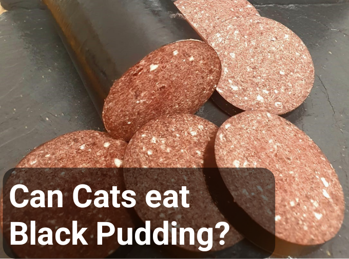 can cats eat black pudding?