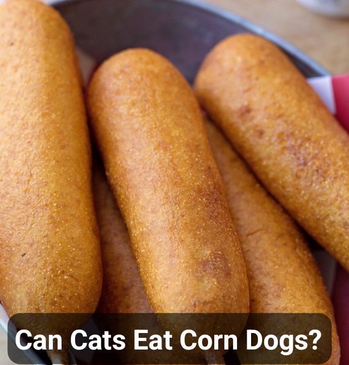 Can cats eat corn dogs