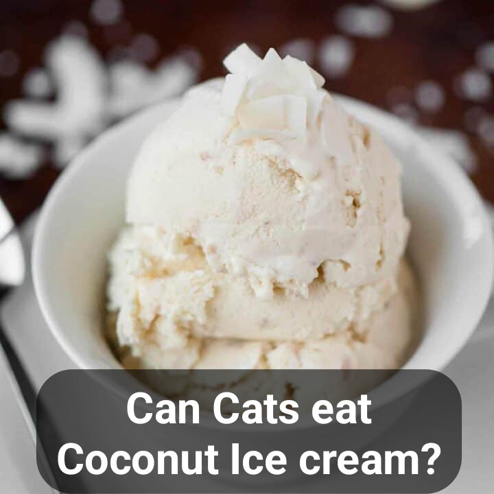 Can cats eat coconut ice cream