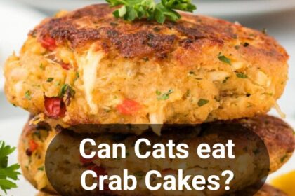 Can cats eat crab cakes