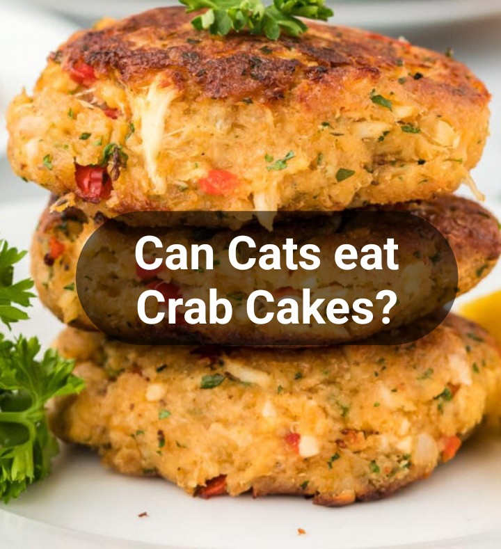 Can cats eat crab cakes