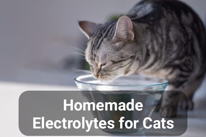 Homemade Electrolytes for cats