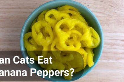 Can Cats eat Banana Peppers