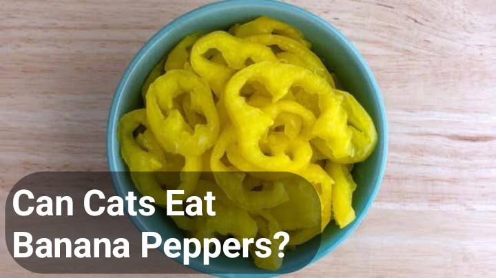 Can Cats eat Banana Peppers