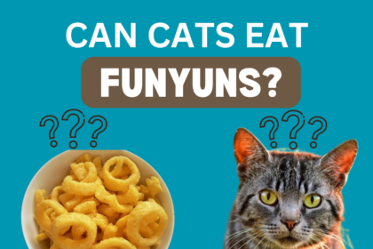 Can Cats Eat Funyuns