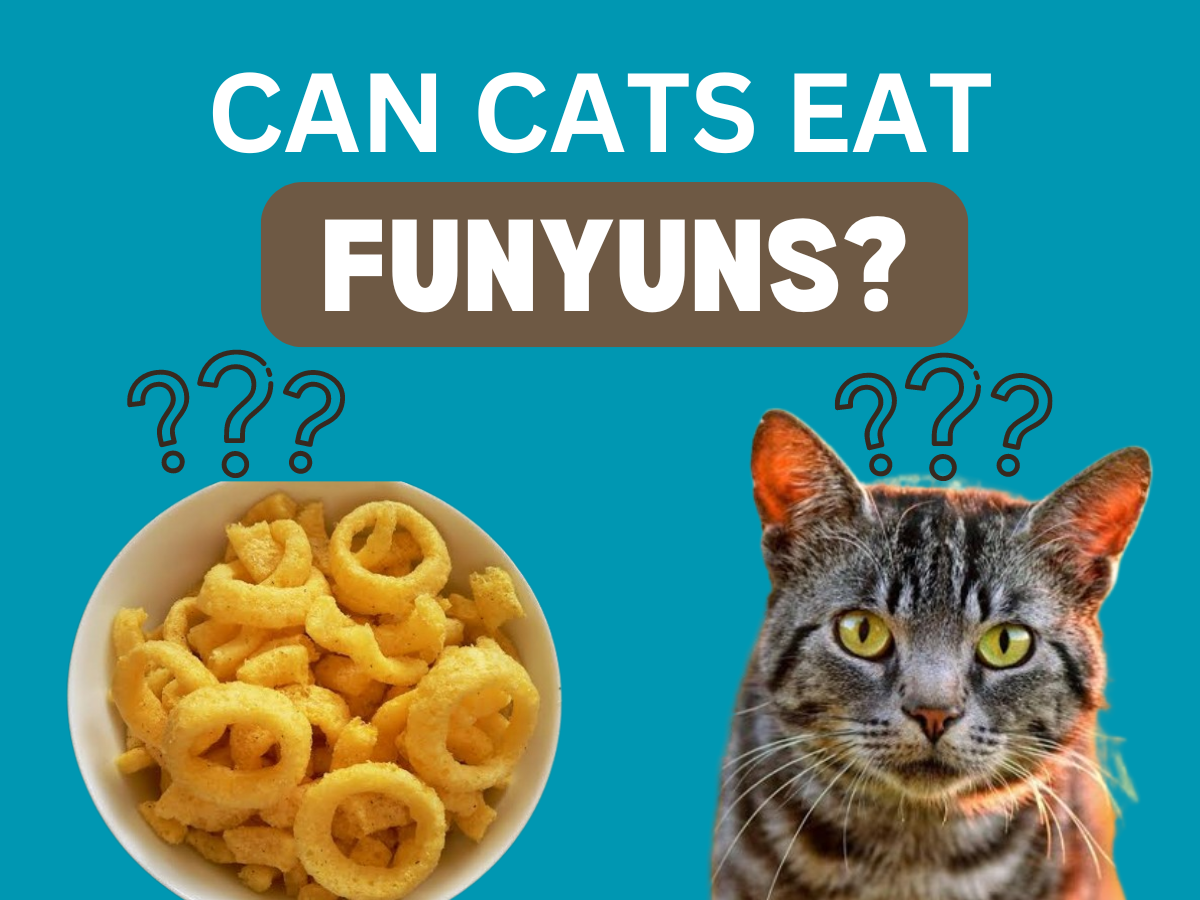 Can Cats Eat Funyuns