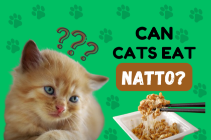 Can Cats Eat Natto