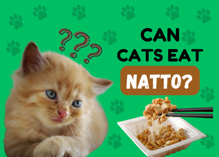 Can Cats Eat Natto