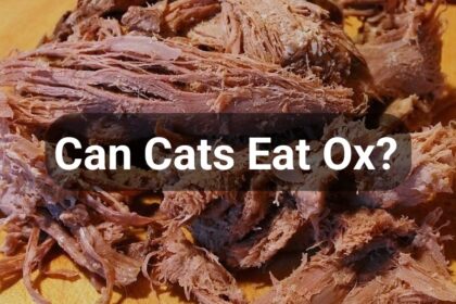 Can Cats Eat Ox?