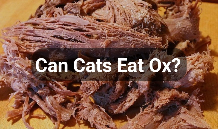 Can Cats Eat Ox?