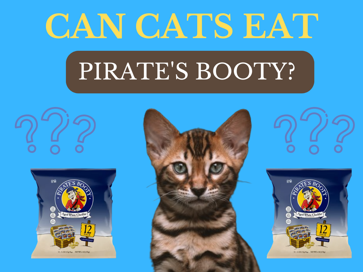 Can cats eat pirate booty