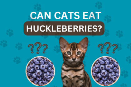 Can Cats Eat Huckleberries?