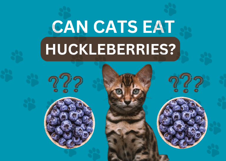 Can Cats Eat Huckleberries?