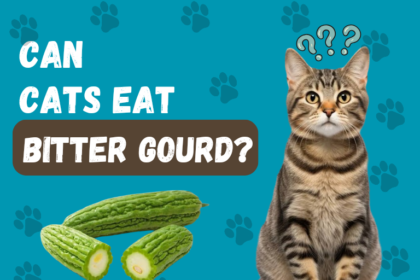 Can Cats eat bitter gourd