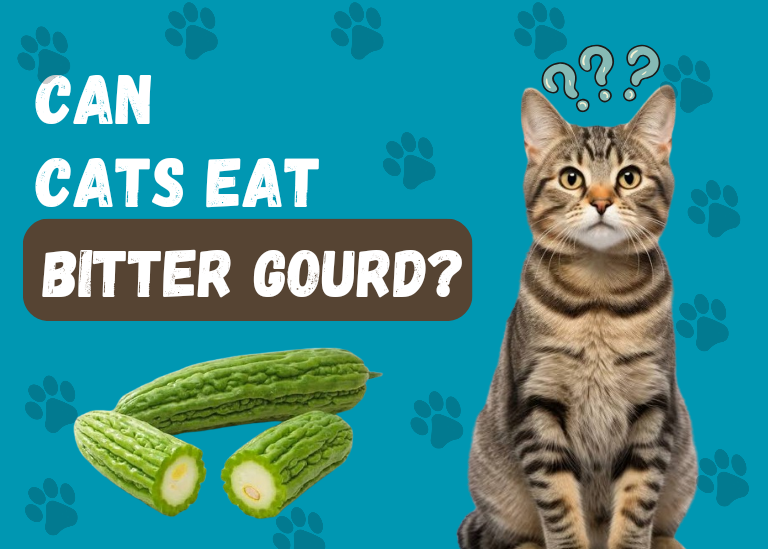 Can Cats eat bitter gourd