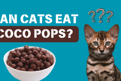 Can cats eat coco pops