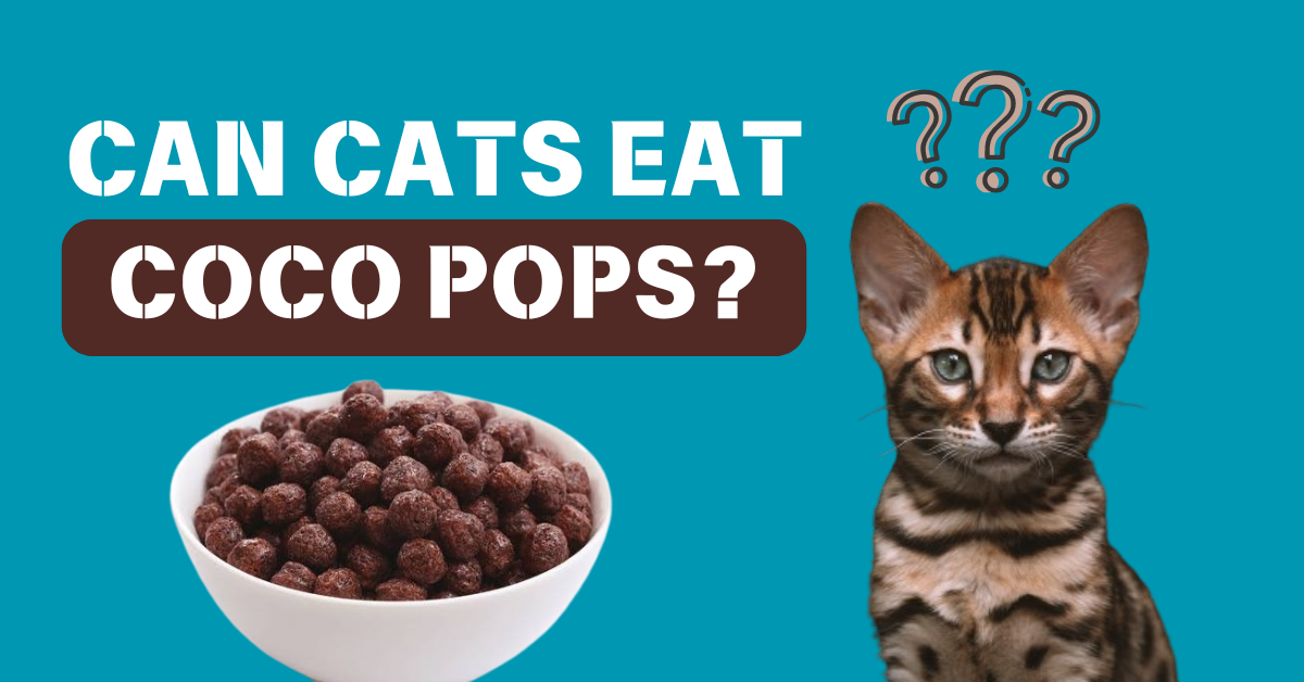 Can cats eat coco pops