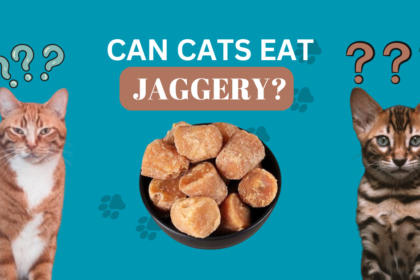 Can Cats Eat Jaggery