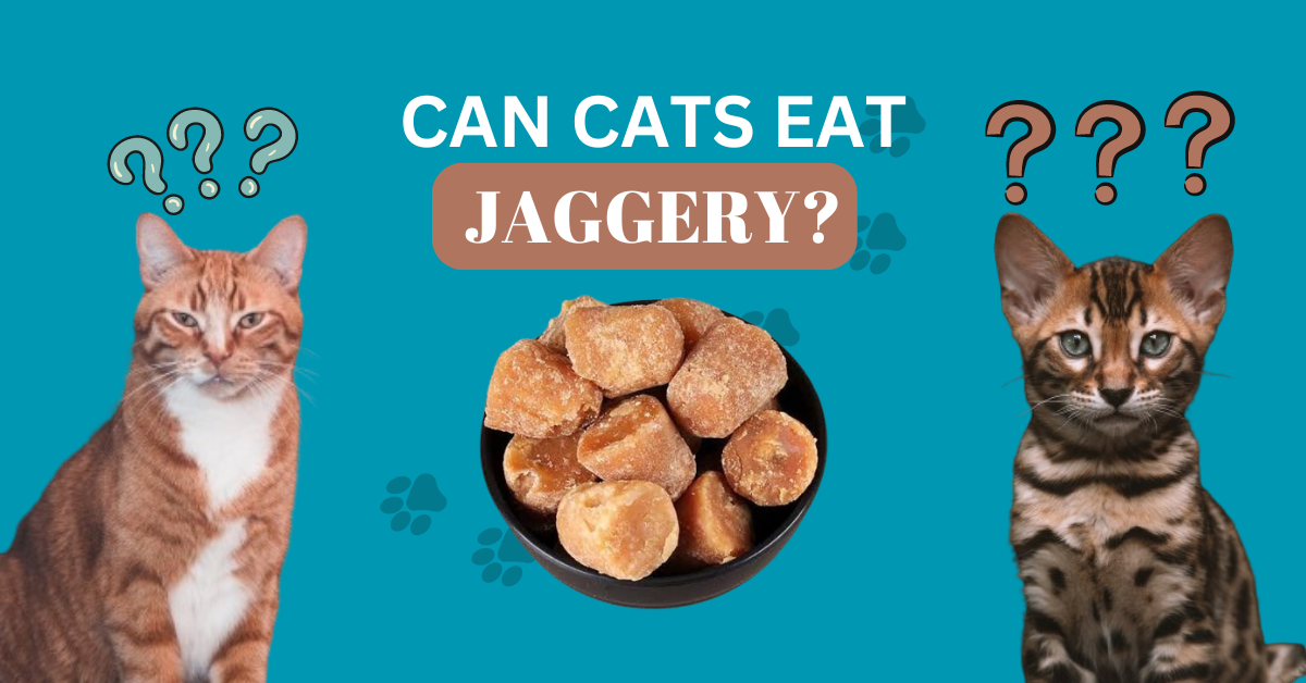 Can Cats Eat Jaggery