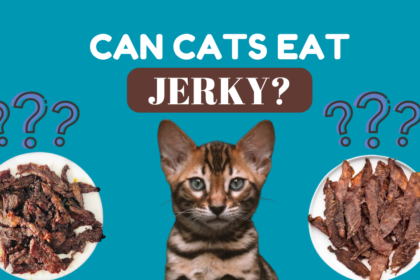 Can cats eat jerky