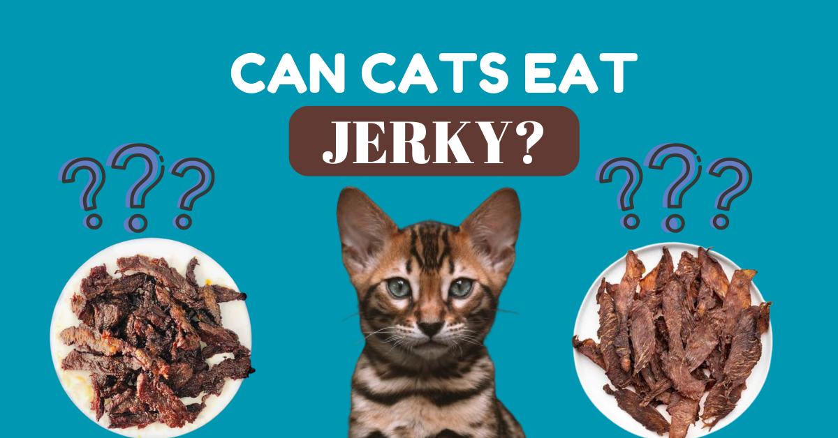 Can cats eat jerky