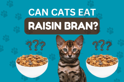 Can Cats Eat Raisin Bran