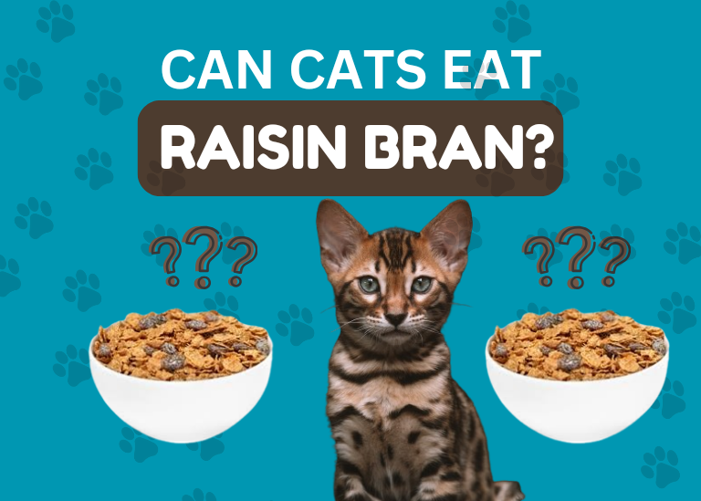 Can Cats Eat Raisin Bran