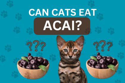 Can Cats Eat Acai