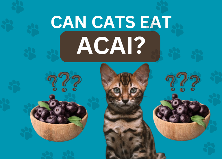 Can Cats Eat Acai