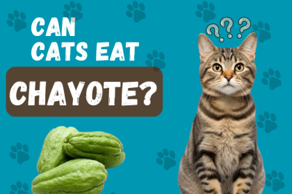 Can cats eat chayote