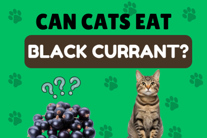 can cats eat black currant