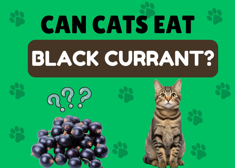 can cats eat black currant