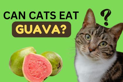 can cats eat guava