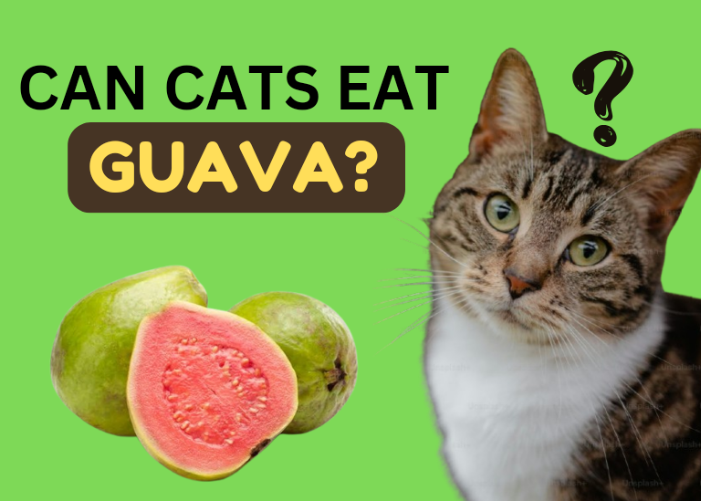 can cats eat guava