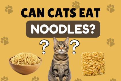 Can cats eat noodles