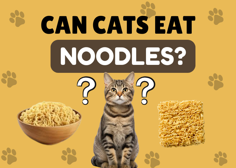 Can cats eat noodles