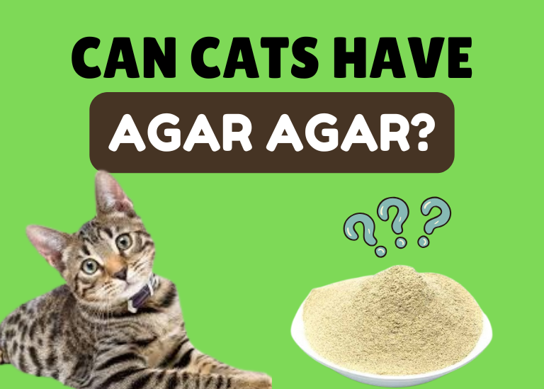 can cats have agar agar